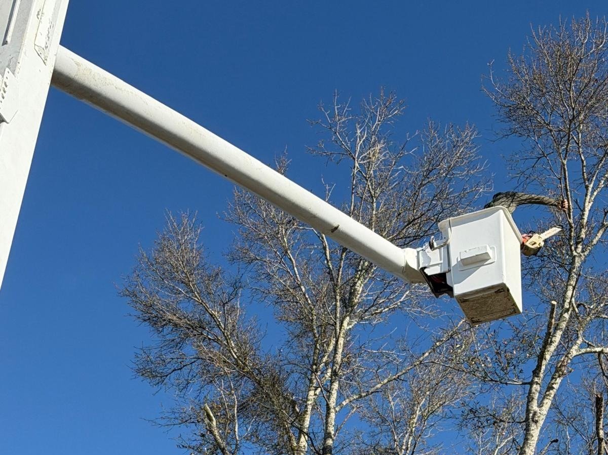 El Costeño Tree Service LLC